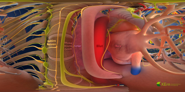 3D Version des Brustraums. Zu sehen sind das Gehirn/Nerven, Muskeln/Knochen/Gelenke, Blut, Lunge, Herz