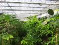 Tropische Pflanzen im Gewächshaus im Tropenhaus