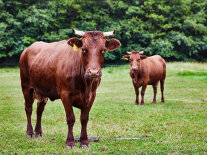 zwei braune Kühe auf grüner Wiese blicken in die Kamera, im Hintergrund Wald