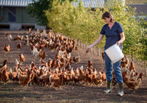 Bäuerin füttert Hühner auf freiem Feld