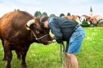 Bauer kuschelt mit Kuh