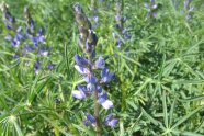 Blütenrispe der blauen Süßlupine