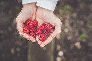 Himbeeren liegen in zur Schale geformte Handlächen