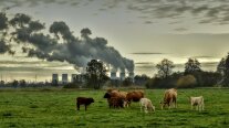 Kühe grasen auf einer Wiese, im Hintergrund mehrere Industrieschlöte mit Abgasen