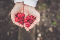 Himbeeren liegen in zur Schale geformte Handlächen