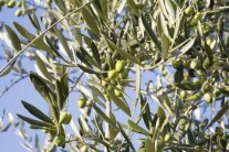 Zweige an denen grüne Oliven hängen