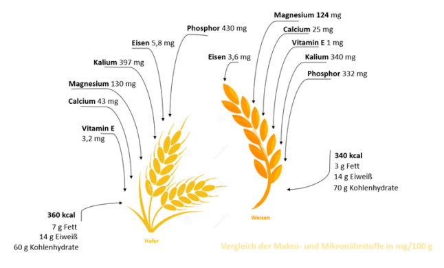 Vergleich der Makro- und Mikronährstoffe von Hafer und Weizen in mg/100 g