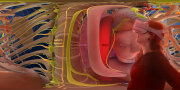 3D Version des Brustraums. Gehirn/Nerven, Muskeln/Knochen/Gelenke, Blut, Lunge, Herz
