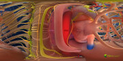 3D Version des Brustraums. Zu sehen sind das Gehirn/Nerven, Muskeln/Knochen/Gelenke, Blut, Lunge, Herz