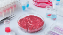 Fleisch in Petrischale in Laborumgebung
